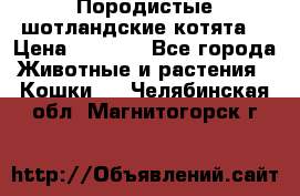 Породистые шотландские котята. › Цена ­ 5 000 - Все города Животные и растения » Кошки   . Челябинская обл.,Магнитогорск г.